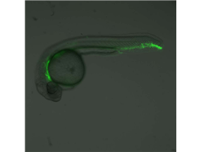 forerunner cell group