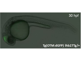 Optimal Tcf motif