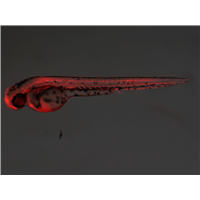 <p>ubiquitously expressed mCherry and delta-12 desaturase of C.elegans</p>