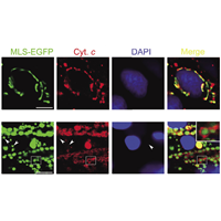 <p>Mitochondrial morphology.</p>