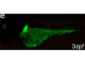 liver progenitor cells