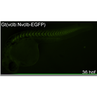 <p> green fluorescent protein expressed in the somite</p>