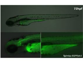 myelinating glia