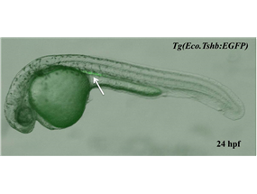 the pronephric neck and tubule