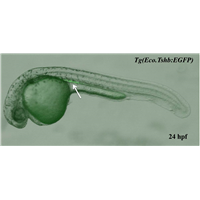 <p>the GFP fluorescence signal is initially detectable from 18hpf above the dorsal mesentery and persists throughout the subsequent embryogenesis in Tg(gtshβ:GFP). The initial GFP signal localizes above the anterior region of the yolk extension, and extends from the adjacent fifth somite to the eighth somite. As embryos develop, the GFP fluorescence becomes stronger and extends above the yolk sac, manifesting a bilateral tube-like structure. At 48 hpf, it displays a slight curve, which is likely the pronephric neck and tubule. </p>
<p> </p>