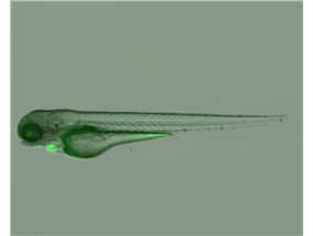 primary cilia in all tissues examined