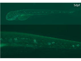 mantle cell and lateral line